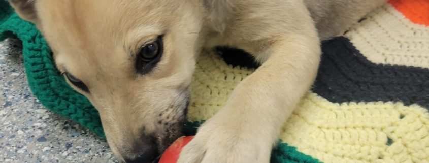 A light brown puppy licks at a robber toy filled with a snack