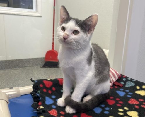 A white kitty with grey ears and large spot on his back sits on a blanket