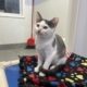 A white kitty with grey ears and large spot on his back sits on a blanket