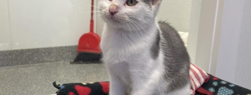 A white kitty with grey ears and large spot on his back sits on a blanket