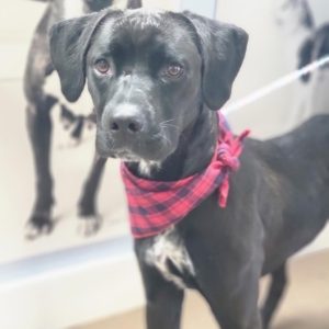 Max, a medium sized black dog with floppy ears wears a red checked bandana