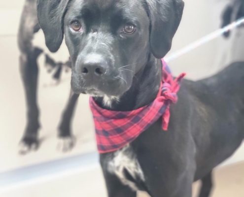 Max, a medium sized black dog with floppy ears wears a red checked bandana