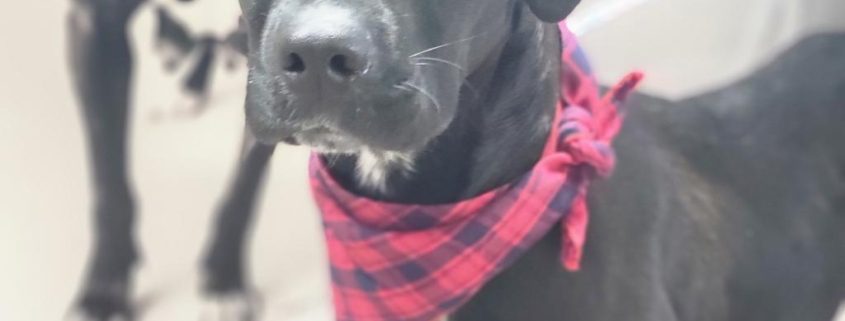 Max, a medium sized black dog with floppy ears wears a red checked bandana