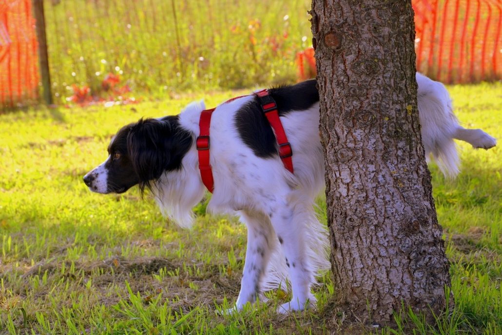 Train dog to pee in specific area new arrivals
