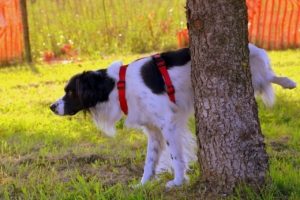 a fluffy white and black dog urinates behind a tree