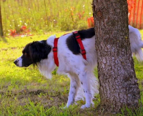 a fluffy white and black dog urinates behind a tree