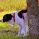 a fluffy white and black dog urinates behind a tree