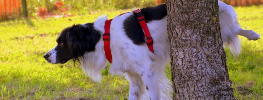 a fluffy white and black dog urinates behind a tree