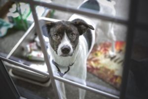 A view of a dog looking through a glass dor