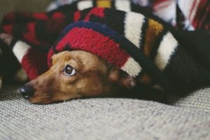 a small brown dog lays under a blacket