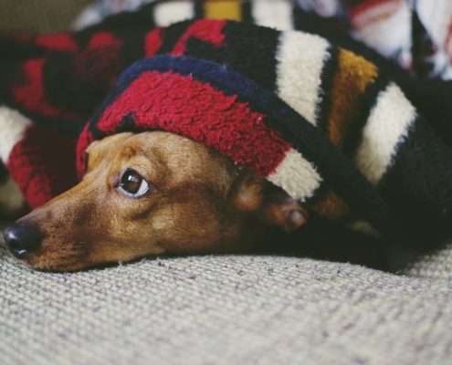 a small brown dog lays under a blacket