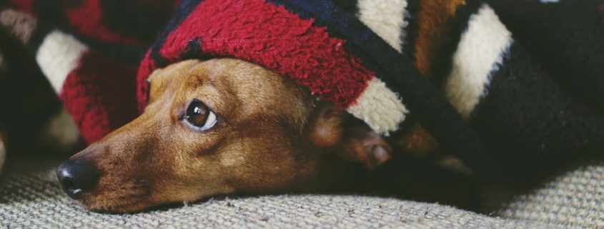 a small brown dog lays under a blacket
