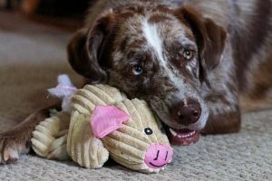 a grey dog plays with a stuffed pig toy