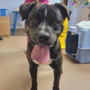 A black dog with his tongue sticking out while smiline