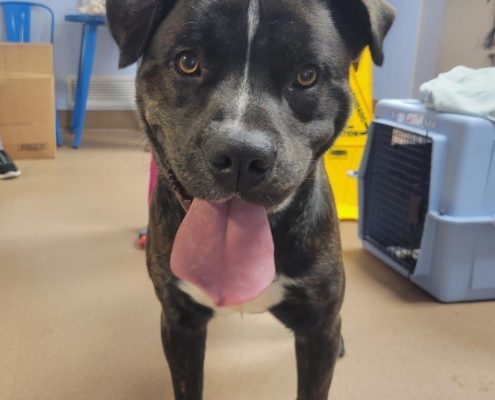 A black dog with his tongue sticking out while smiline