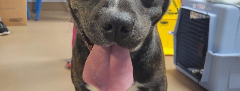 A black dog with his tongue sticking out while smiline