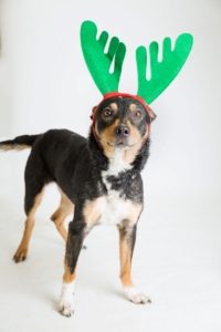 Black and tan dog with green reindeer ears