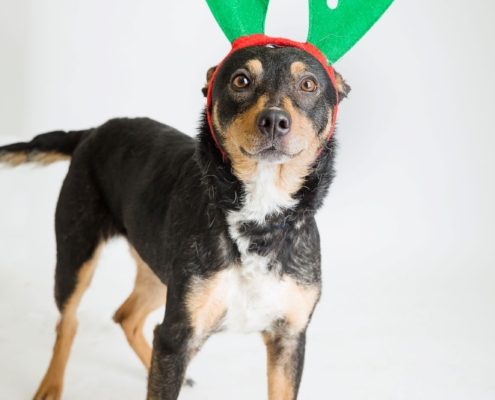 Black and tan dog with green reindeer ears