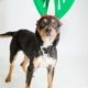 Black and tan dog with green reindeer ears