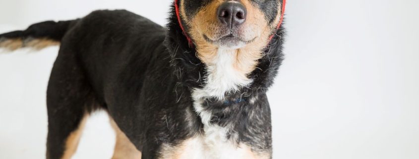 Black and tan dog with green reindeer ears