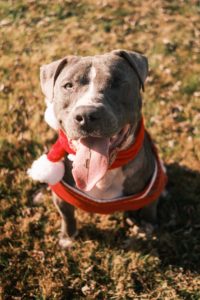 a mid sized grey dog wearing red christmas attire