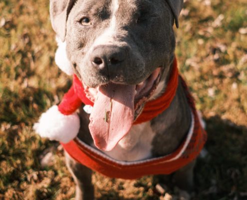 a mid sized grey dog wearing red christmas attire