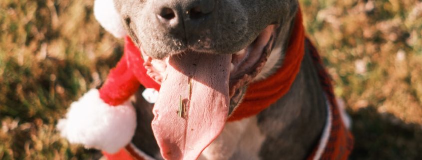 a mid sized grey dog wearing red christmas attire