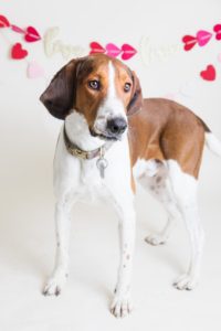 A medium sized white and brown dog stands in front of a background with pink hearts