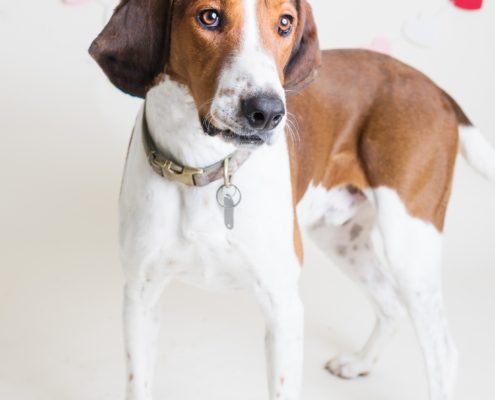 A medium sized white and brown dog stands in front of a background with pink hearts