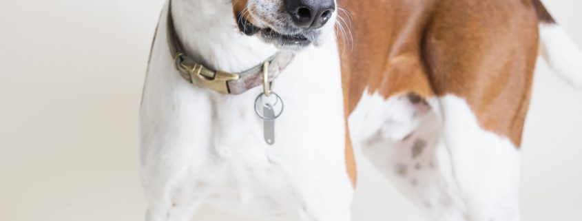 A medium sized white and brown dog stands in front of a background with pink hearts