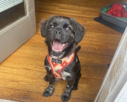 A black puppy with medium length fur