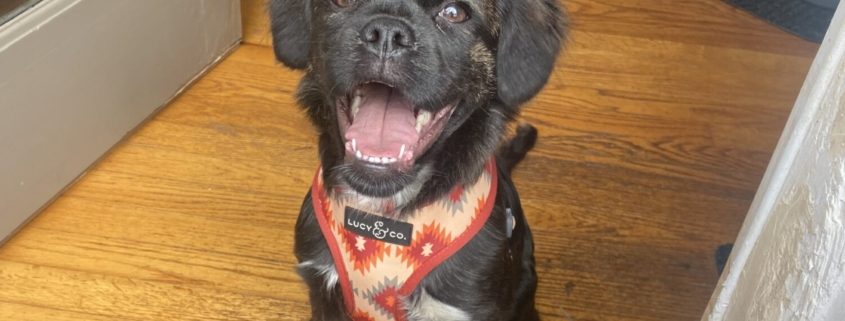 A black puppy with medium length fur