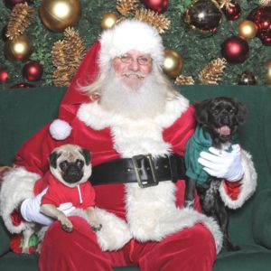 A pug and a black puppy held by Santa
