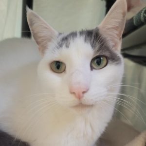A white cat with green eyes and grey spot on his left ear