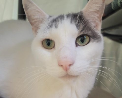 A white cat with green eyes and grey spot on his left ear