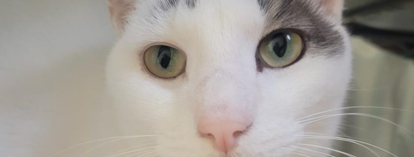 A white cat with green eyes and grey spot on his left ear