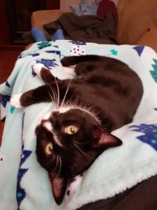 a black cat with white chin and feet lays on a blue fleece blanket