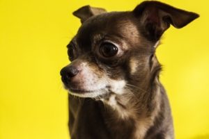 a dark brown chihuahua