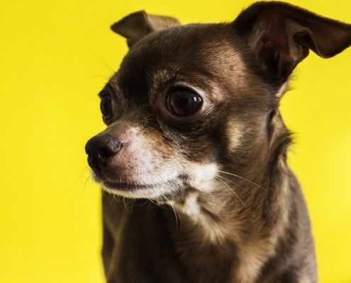 a dark brown chihuahua