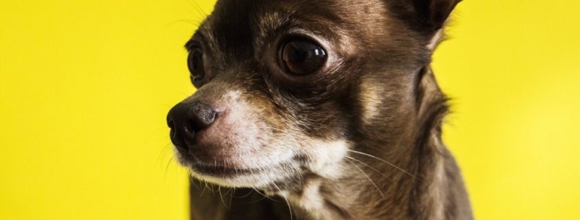 a dark brown chihuahua