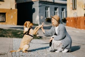 a high-colored dog sits on its rear paws to "high five" a woman crouched down in front of it