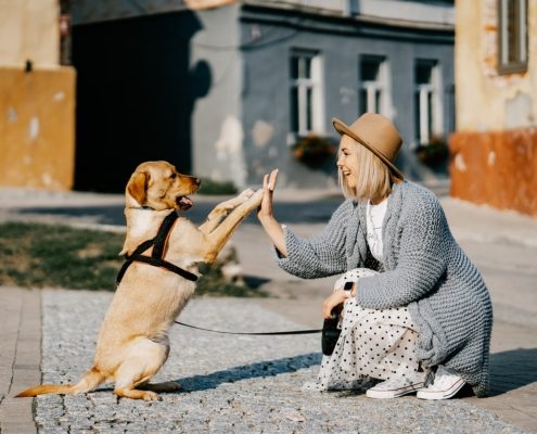 a high-colored dog sits on its rear paws to "high five" a woman crouched down in front of it