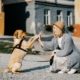 a high-colored dog sits on its rear paws to "high five" a woman crouched down in front of it