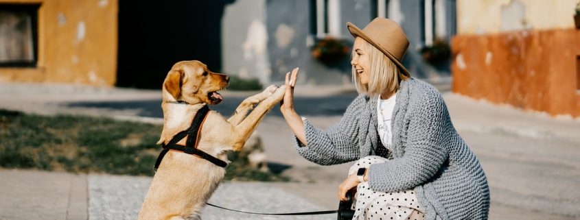 a high-colored dog sits on its rear paws to "high five" a woman crouched down in front of it