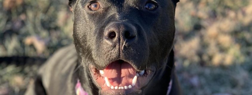 A black dog with white markings on his chest