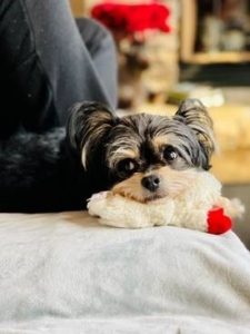 a very small long haired dog cuddles with a stuffed toy