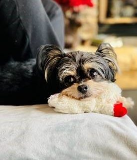 a very small long haired dog cuddles with a stuffed toy