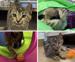 a collage of 4 photos of a tabby cat playing