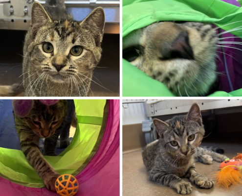 a collage of 4 photos of a tabby cat playing