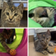 a collage of 4 photos of a tabby cat playing
